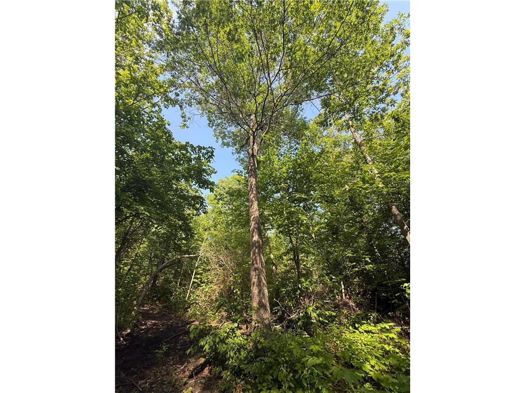 TBD Catherine Lane White Earth Twp MN 56591 - White 7038048 image12