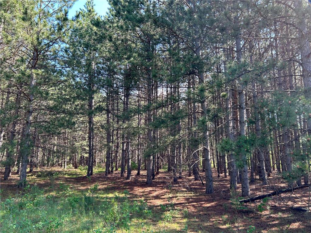 Lot1 Conifer Lane SW Sylvan Twp MN 56473 6380037 image1