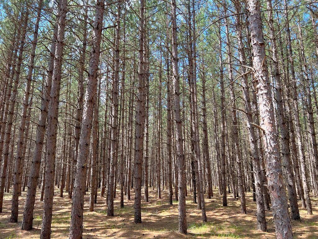TBD County 109 Menahga MN 56464 7088252 image14