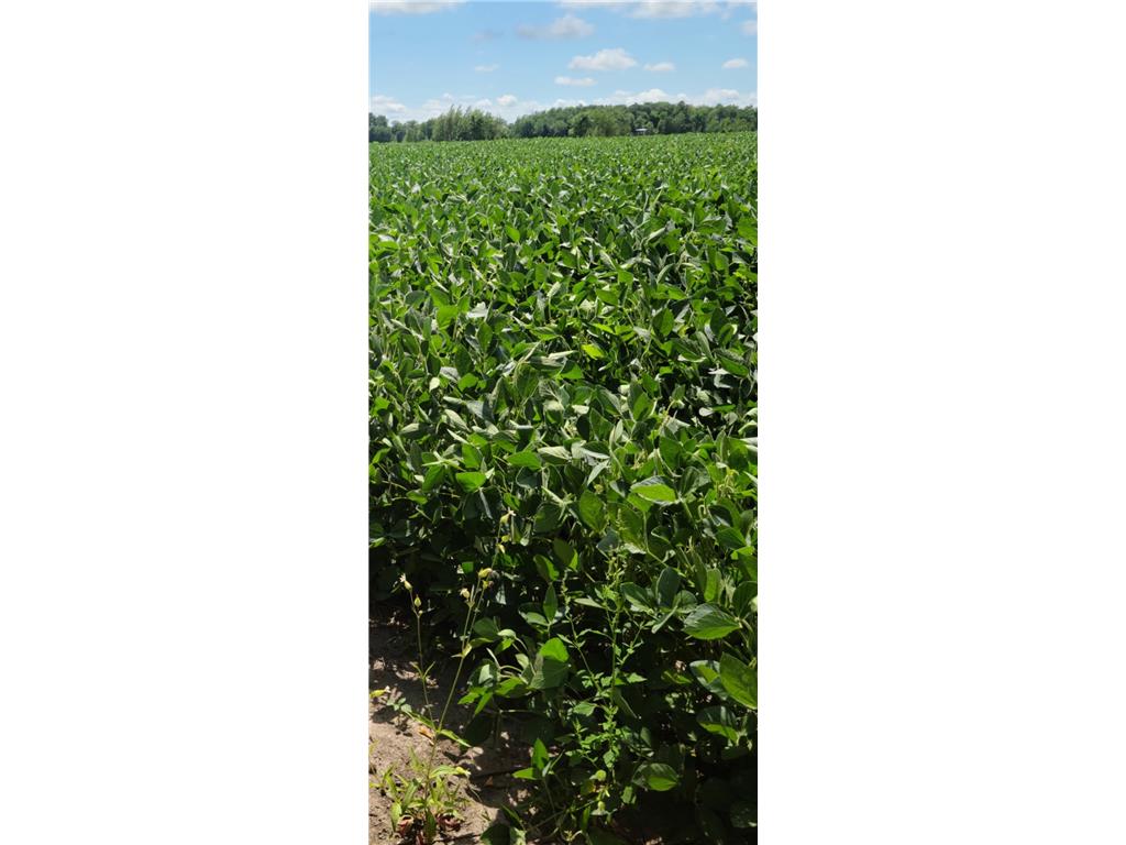 TBD County 36 Long Prairie MN 56347 7005026 image4