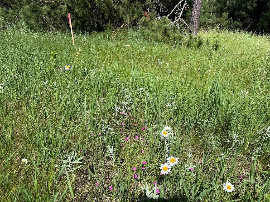 TBD County 48 Park Rapids MN 56470 7104056 image19