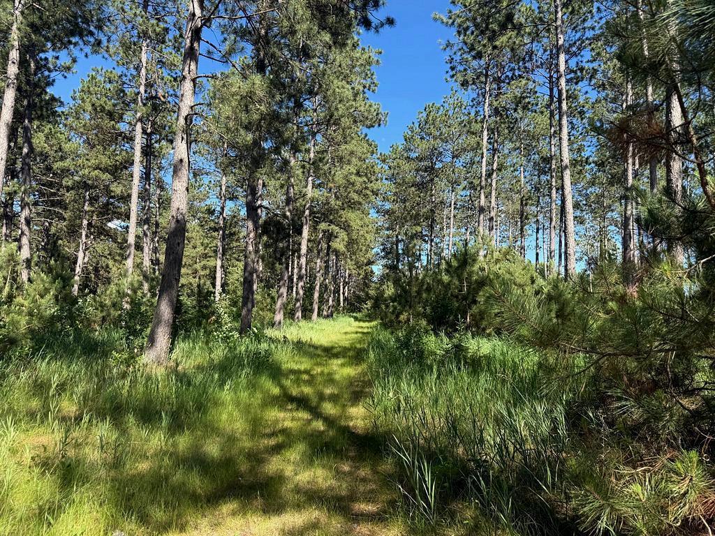 TBD County 48 Park Rapids MN 56470 7104056 image7