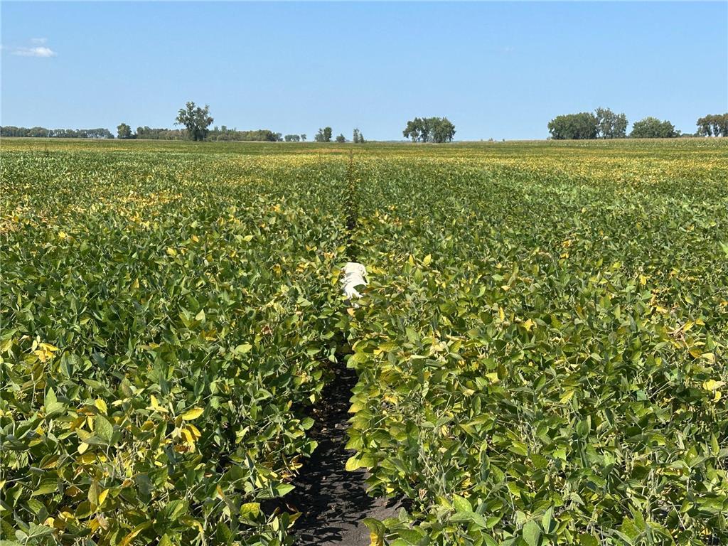 TBD County 8 Brandrup Twp MN 56522 6788004 image5