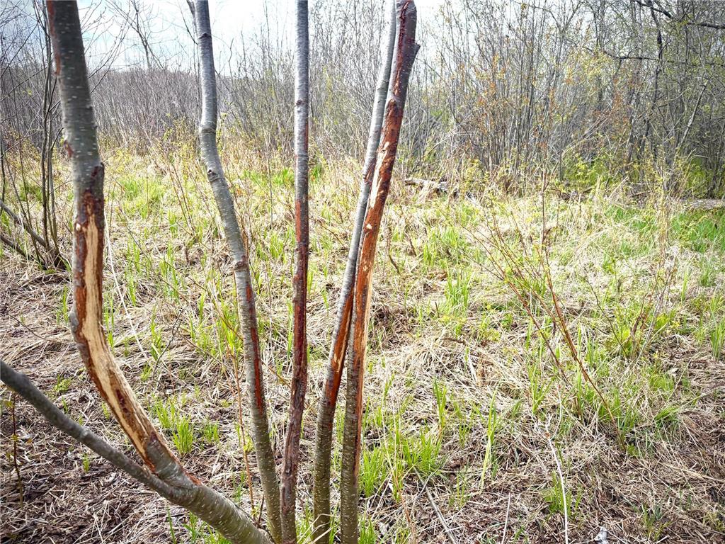 TBD County Line Avenue Black Brook Twp WI 54005 7102026 image10