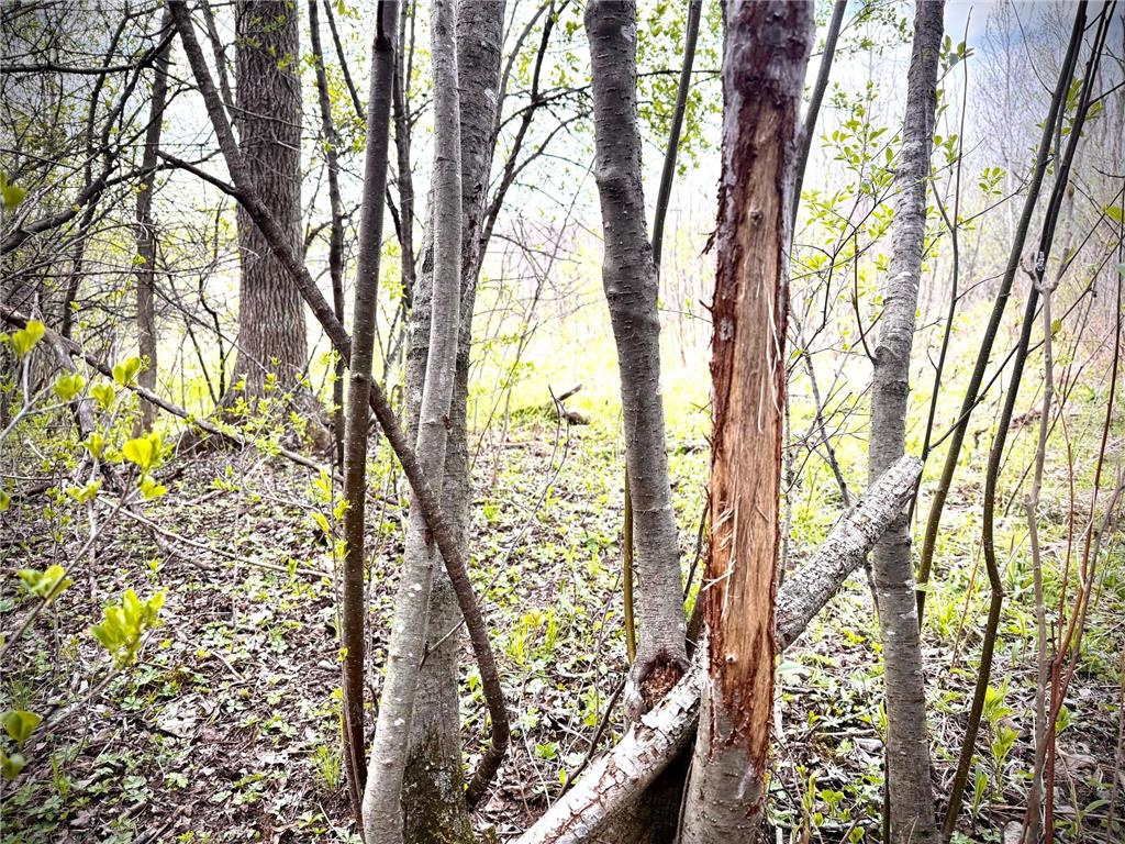 TBD County Line Avenue Black Brook Twp WI 54005 7102026 image4
