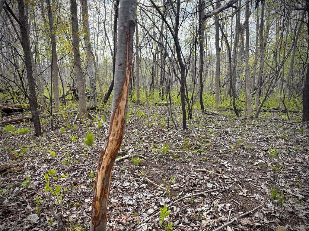 TBD County Line Avenue Black Brook Twp WI 54005 7102026 image9