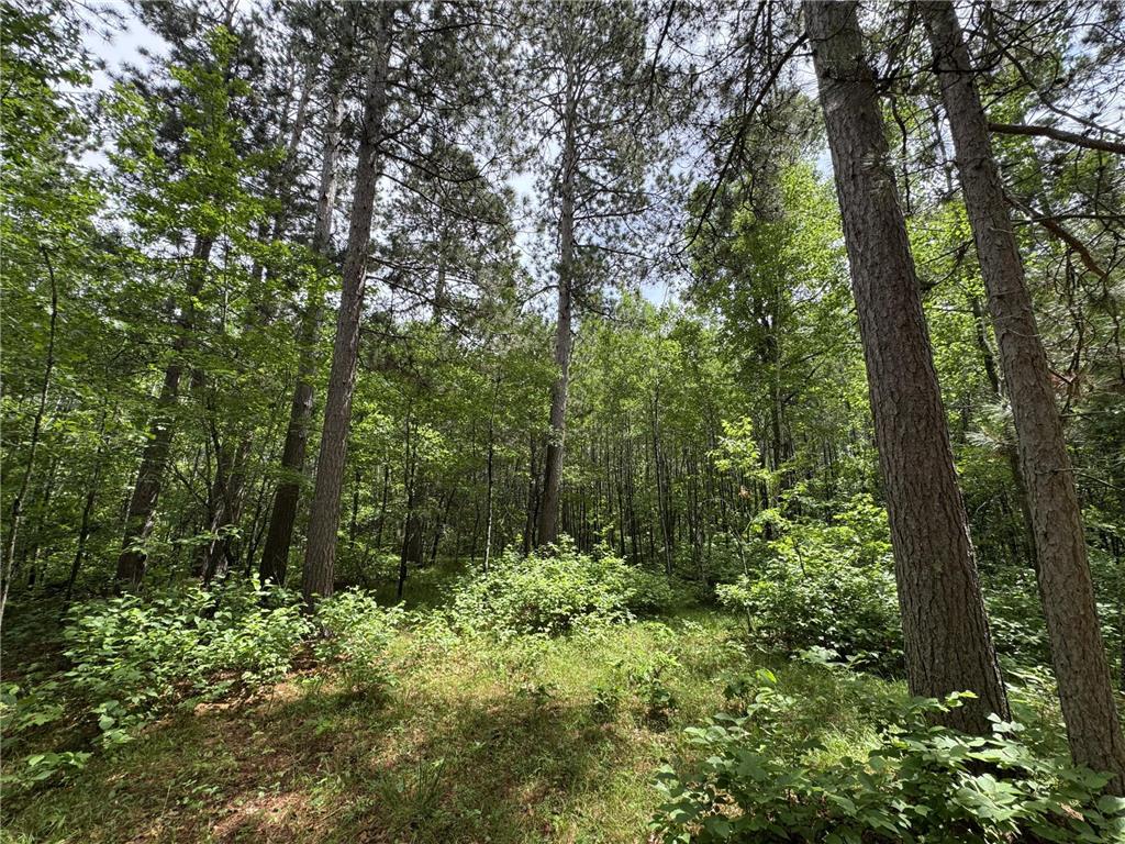 TBD County Road 13 Nisswa MN 56468 7089105 image10