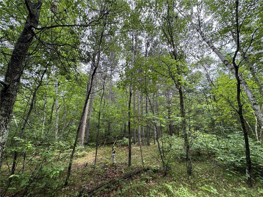 TBD County Road 13 Nisswa MN 56468 7089105 image6