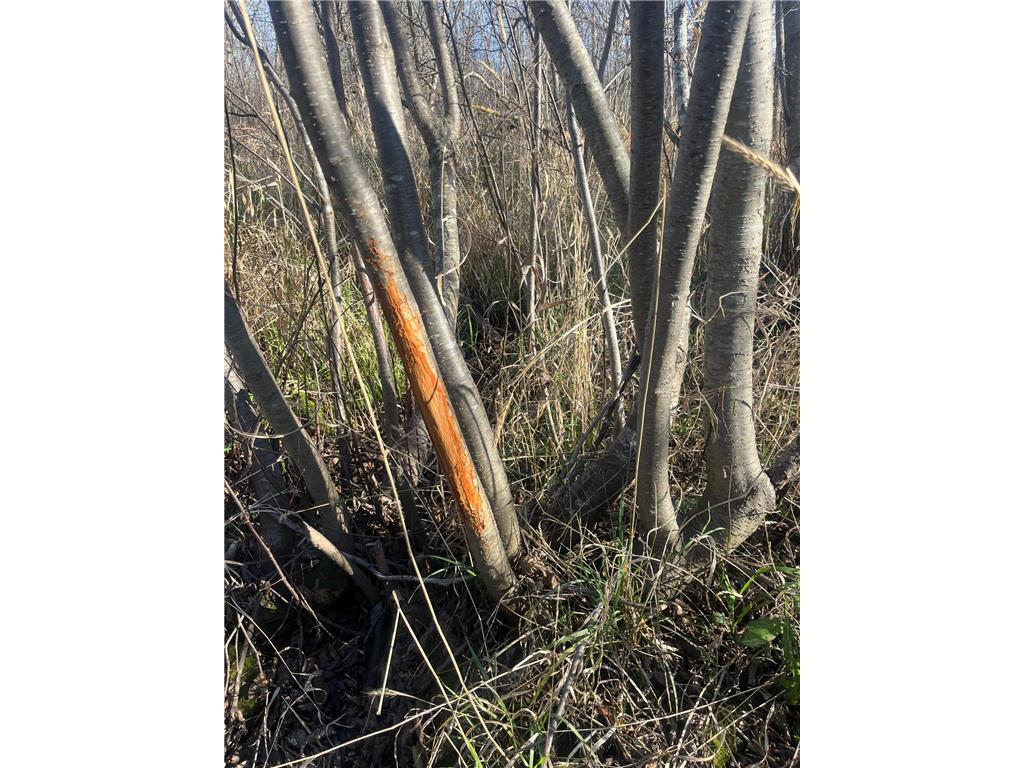 TBD County Road 2 Saint Joseph Twp MN 56374 - Watab River 6817400 image19