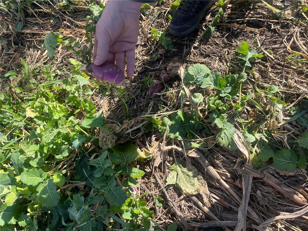 TBD County Road 2 Saint Joseph Twp MN 56374 - Watab River 6817400 image28