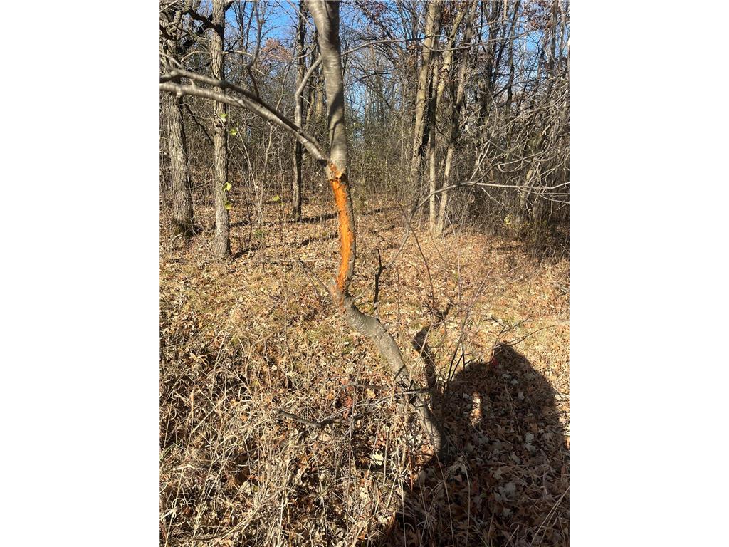 TBD County Road 2 Saint Joseph Twp MN 56374 - Watab River 6817400 image5