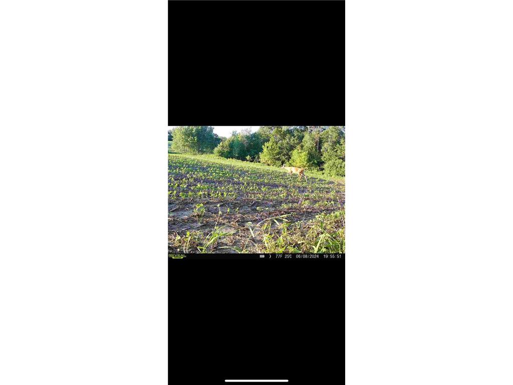 TBD County Road 3 Zumbro Falls MN 55991 7014737 image60