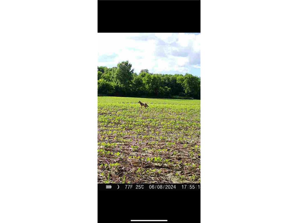 TBD County Road 3 Zumbro Falls MN 55991 7014737 image61