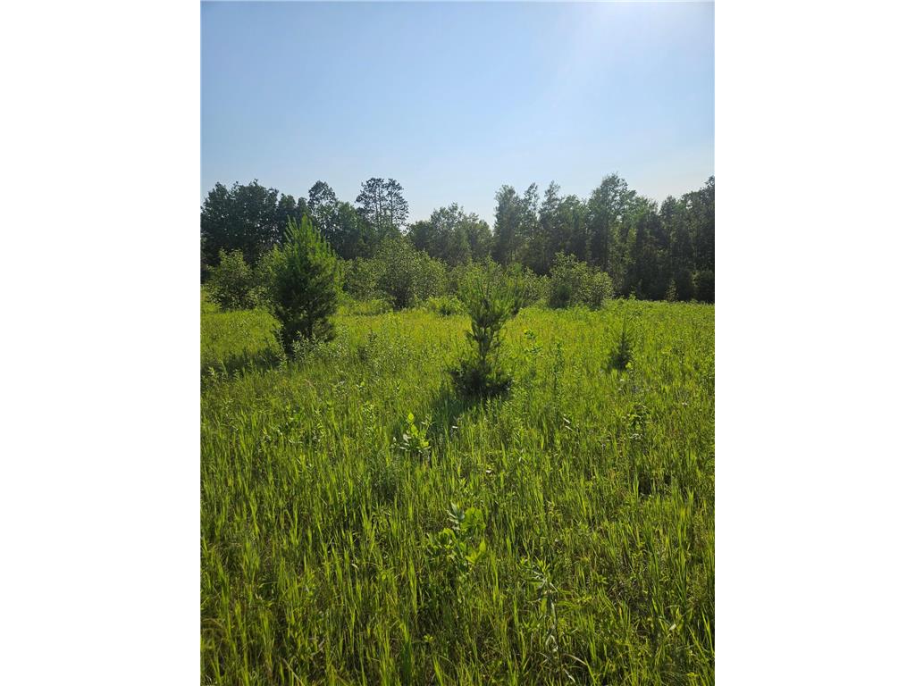 TBD County Road 36 Crosby MN 56441 7095135 image8