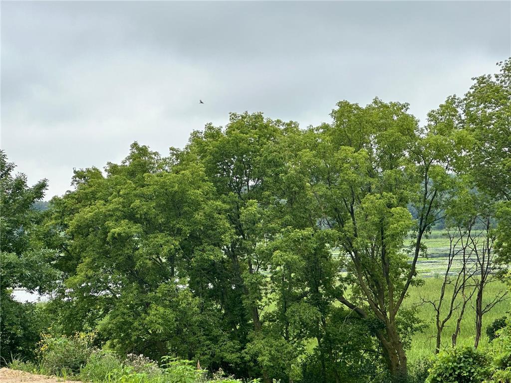 TBD County Road 43 Laketown Twp MN 55318 - Marsh 6740544 image1