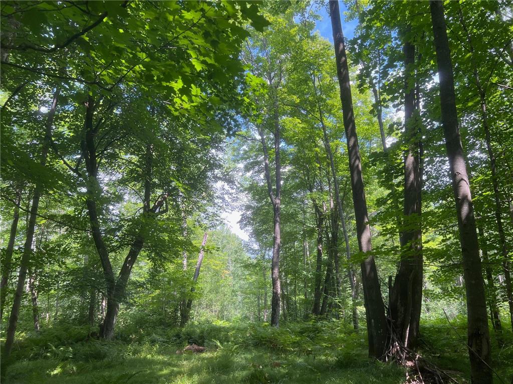 TBD County Road M Ogema Twp WI 54459 6770232 image11