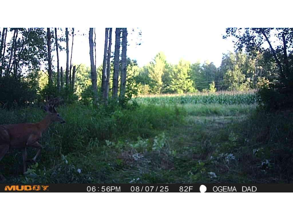 TBD County Road M Ogema Twp WI 54459 6770232 image29