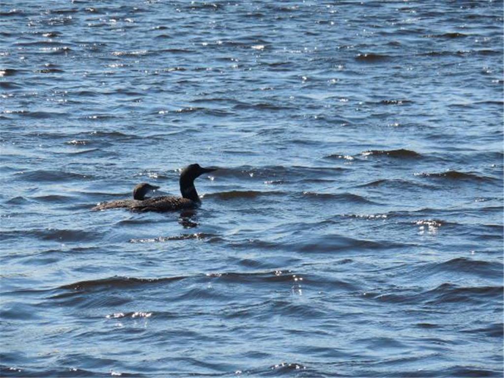 TBD E Forest Lane Fine Lakes Twp MN 55798 - Prairie 6731974 image3