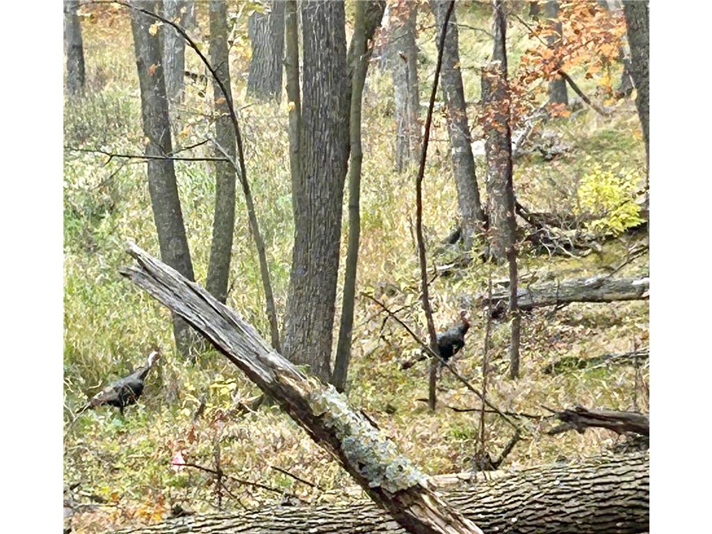 TBD E Lake Lizzie Road Lida Twp MN 56572 - Franklin Lake 6800047 image9