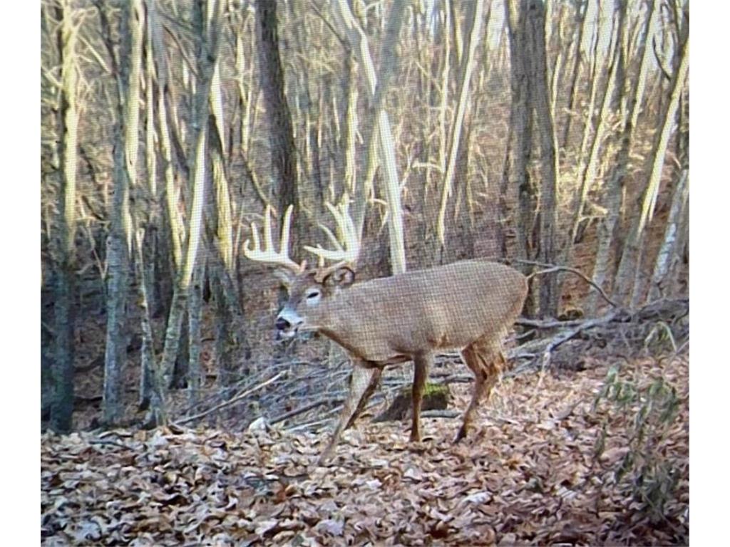 TBD Echo Ridge Drive Fremont Twp MN 55952 6641557 image1