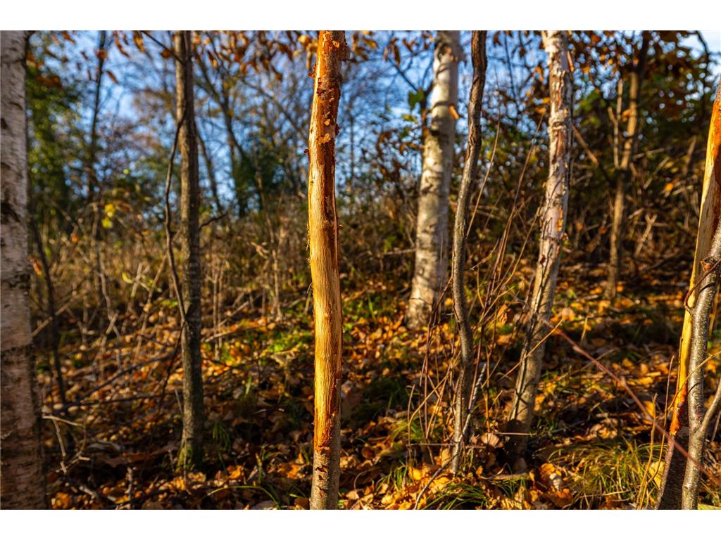 TBD Flamingo Street NW Oak Grove MN 55011 6801517 image17