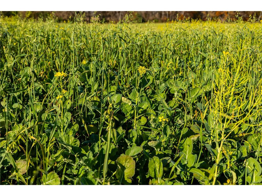 TBD Flamingo Street NW Oak Grove MN 55011 6801517 image20