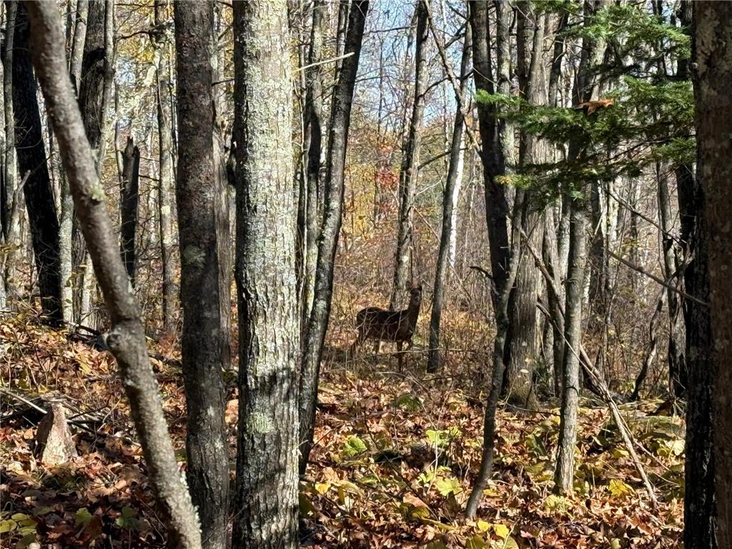 TBD French Rd. Chisholm MN 55719 6805686 image23