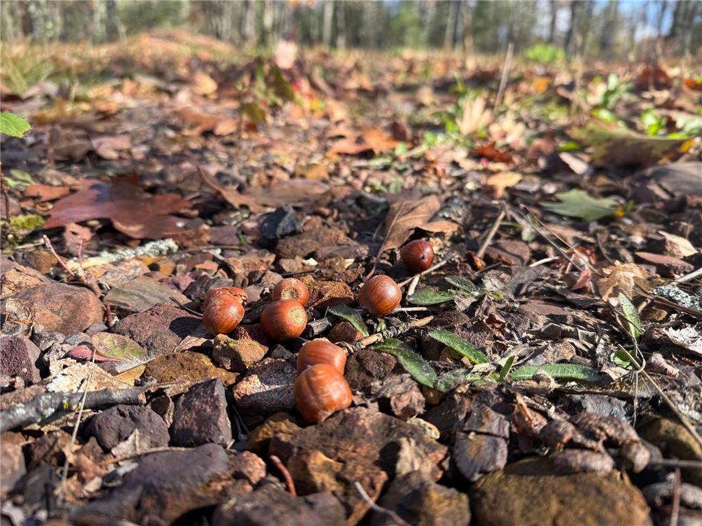 TBD French Rd. Chisholm MN 55719 6805686 image30