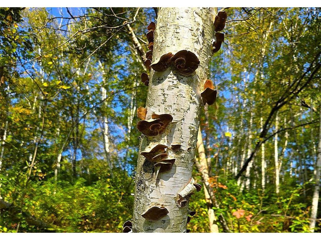 TBD Garves Road Burns Twp WI 54614 6810391 image20