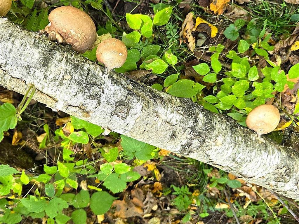 TBD Garves Road Burns Twp WI 54614 6810391 image21