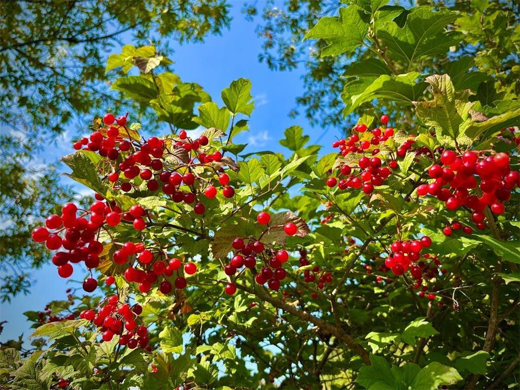 TBD Garves Road Burns Twp WI 54614 6810391 image34