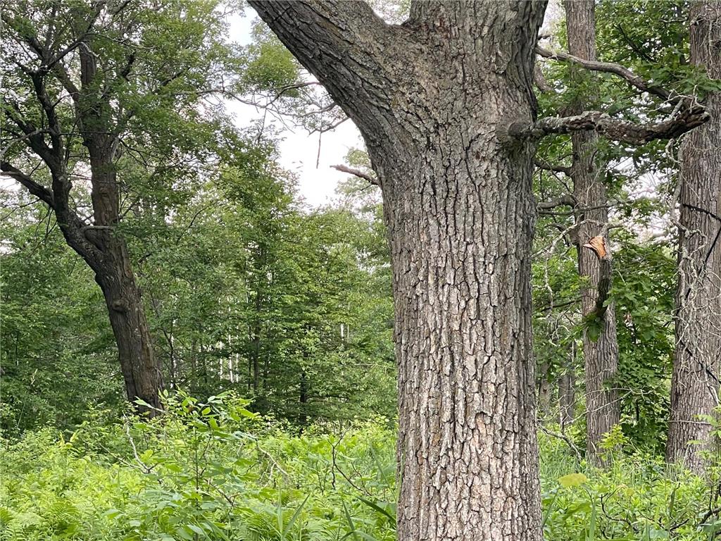 TBD Greer Lake Road Fairfield Twp MN 56441 - Adney 6788365 image26