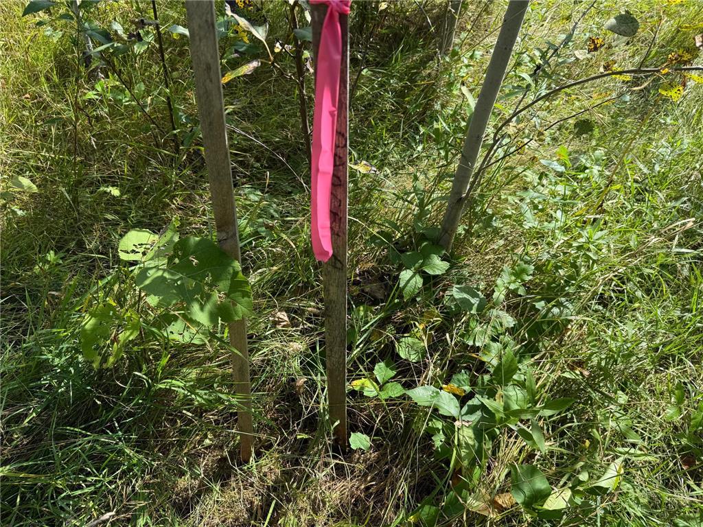 TBD HWY 11 (Parcel A) Loman MN 56654 - BLACK RIVER 6780715 image14