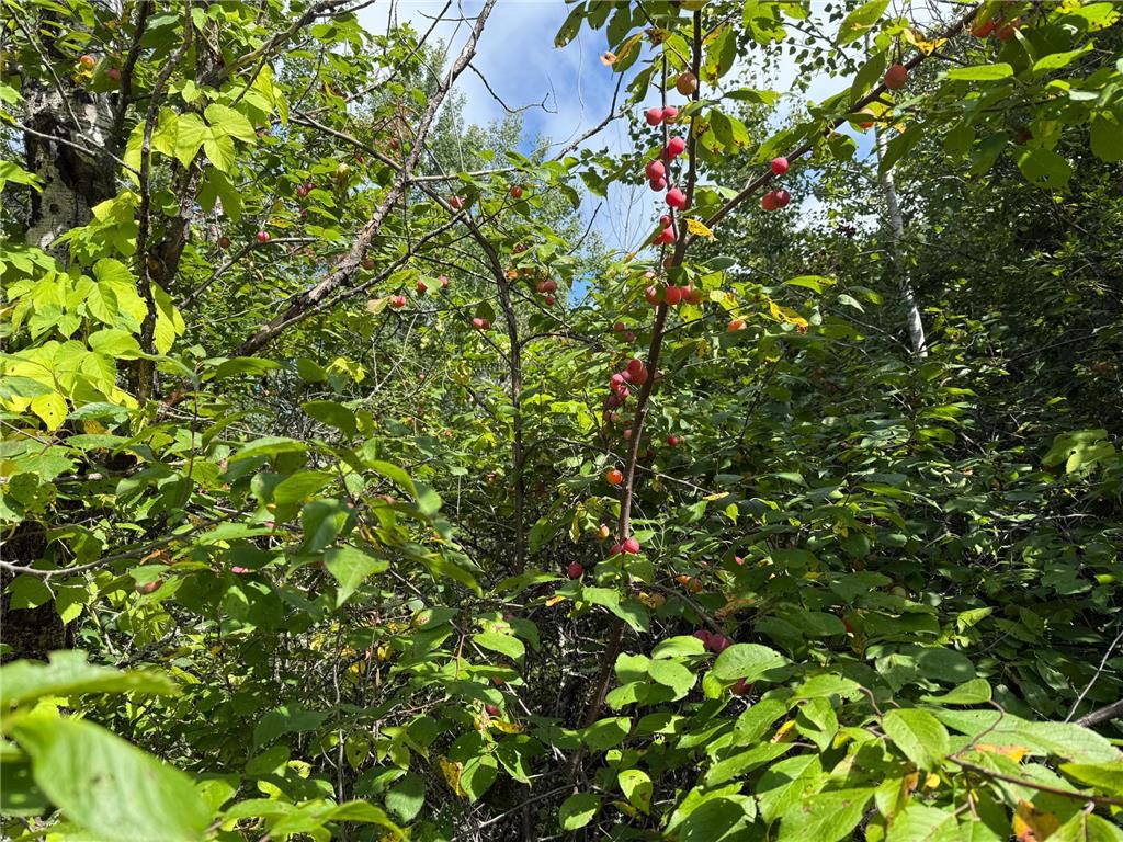 TBD HWY 11 (Parcel A) Loman MN 56654 - BLACK RIVER 6780715 image15