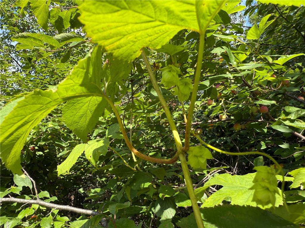 TBD HWY 11 (Parcel A) Loman MN 56654 - BLACK RIVER 6780715 image16