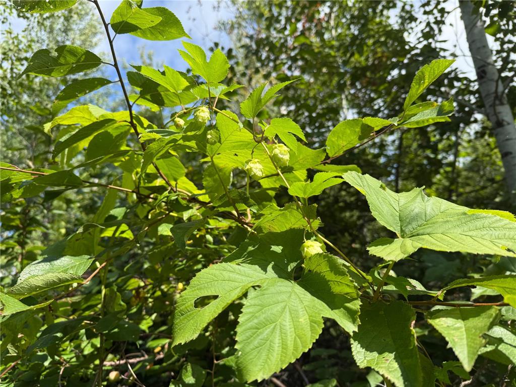 TBD HWY 11 (Parcel A) Loman MN 56654 - BLACK RIVER 6780715 image17