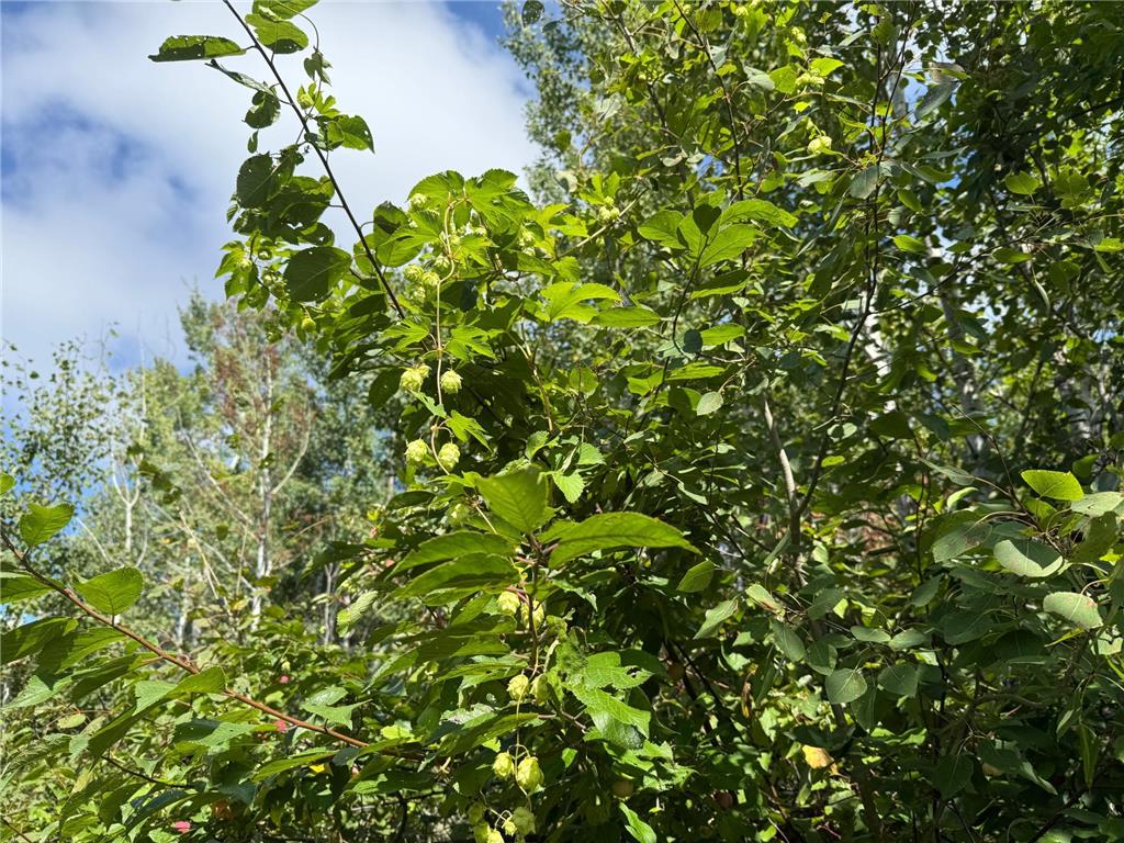 TBD HWY 11 (Parcel A) Loman MN 56654 - BLACK RIVER 6780715 image18