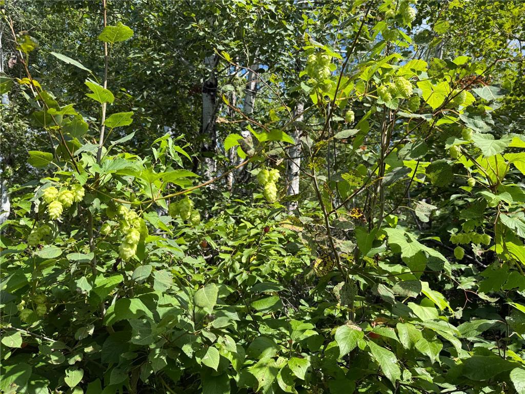 TBD HWY 11 (Parcel A) Loman MN 56654 - BLACK RIVER 6780715 image19