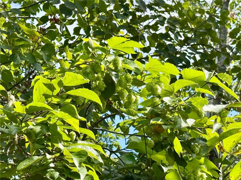 TBD HWY 11 (Parcel A) Loman MN 56654 - BLACK RIVER 6780715 image20