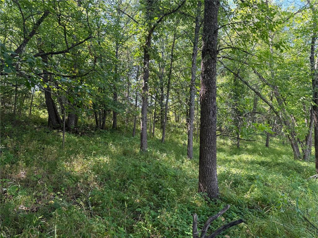 TBD HWY 11 (Parcel A) Loman MN 56654 - BLACK RIVER 6780715 image27