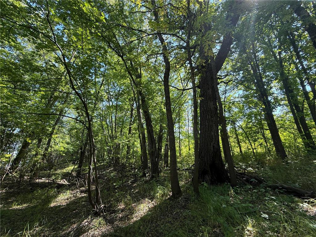 TBD HWY 11 (Parcel A) Loman MN 56654 - BLACK RIVER 6780715 image46