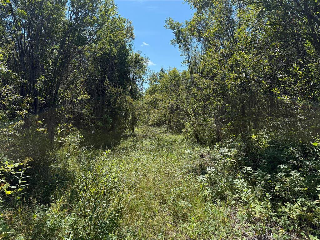 TBD HWY 11 (Parcel A) Loman MN 56654 - BLACK RIVER 6780715 image55