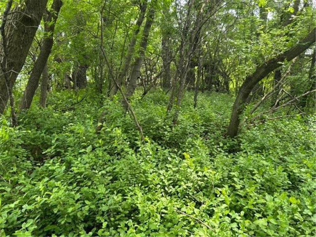 TBD Highway 28/29 Long Beach MN 56334 - Shallow Pond 6734442 image8