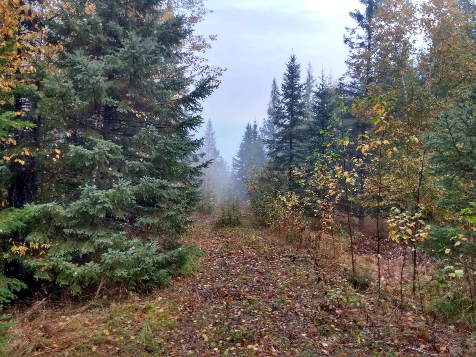 TBD Highway 29, Toivola Twp, MN 55765 MLS 6142052 Edina Realty