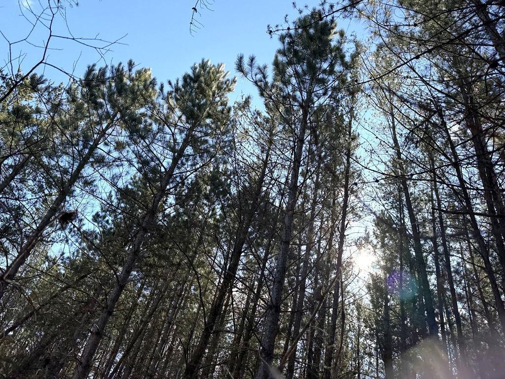 TBD Highway 64 Laporte MN 56461 7049851 image1