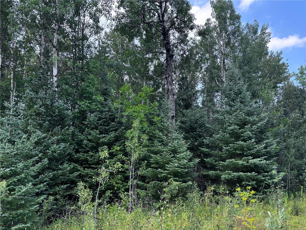 TBD Highway 71 Littlefork MN 56653 6766897 image1