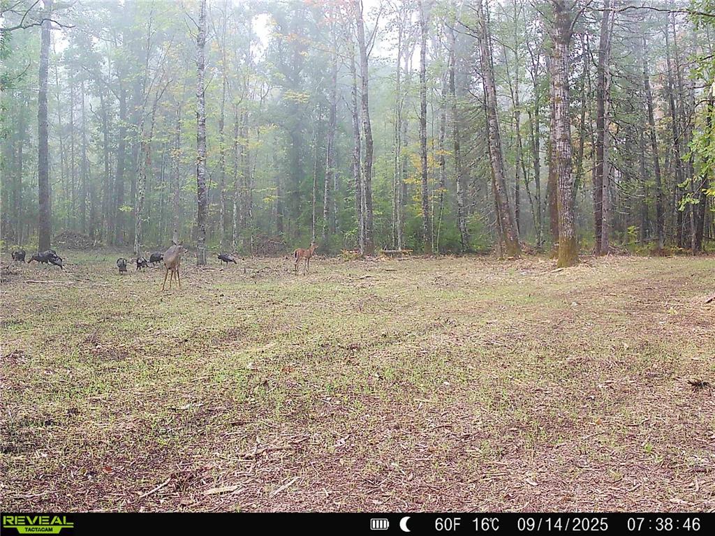 TBD Hokkanen Rd Oulu Twp WI 54847 - Iron River 7067078 image47