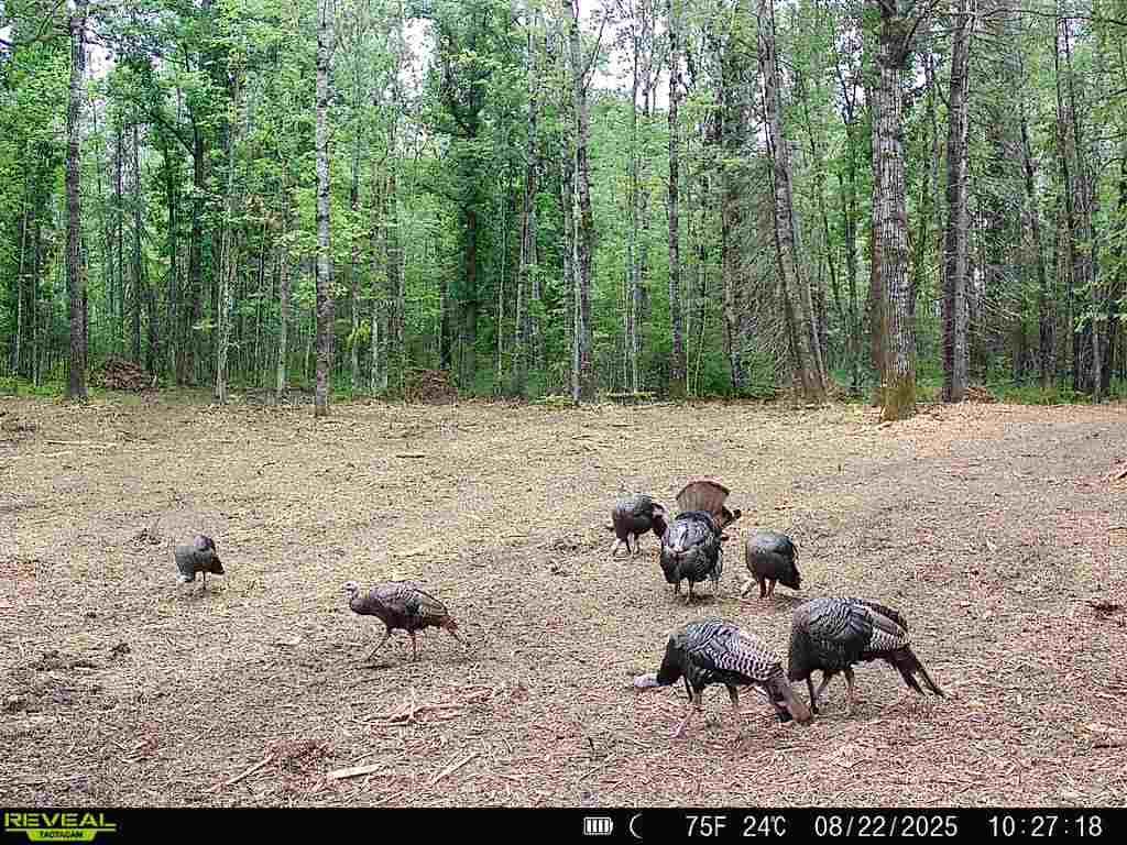TBD Hokkanen Rd Oulu Twp WI 54847 - Iron River 7067078 image48