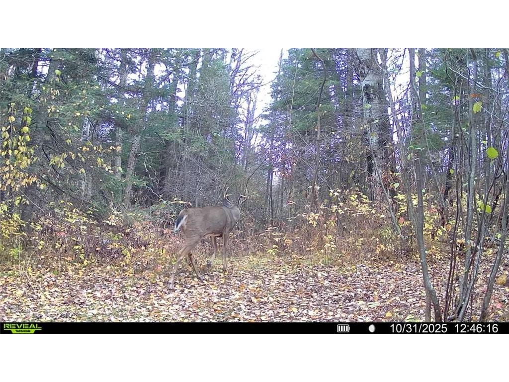 TBD Hokkanen Rd Oulu Twp WI 54847 - Iron River 7067078 image51