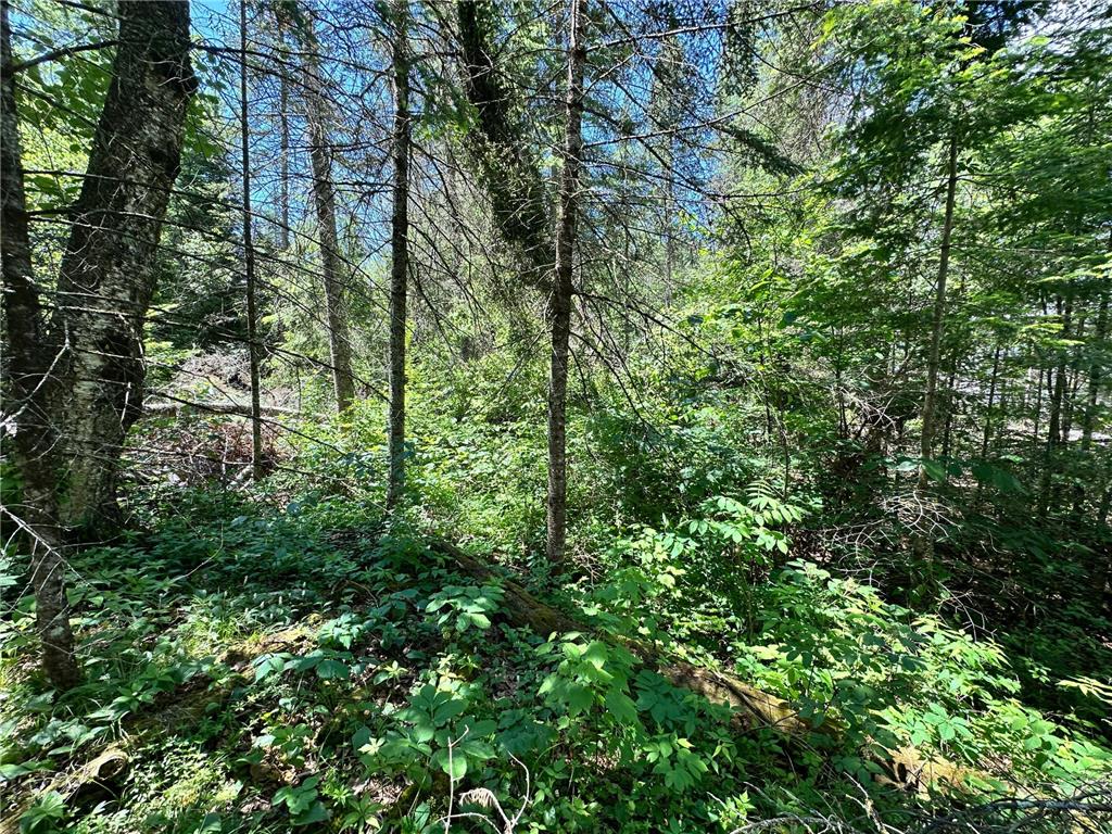 TBD Kansas City Road NE Waskish Twp MN 56685 - Red 7103283 image6
